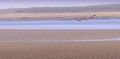 Des phoques se reposent sur un banc de sable en Baie de Somme. Nature 
 Paysage 
 Baie de Somme 
 Littoral 
 Picardie 
 Manche 
 Fleuve 
 Somme 
 Marée 
 Département Somme 
 Région Hauts-de-France 
 France 
 Phoques-veaux marins 
 Phoques gris 
 Animal 
 Mammifère 
 Réserve naturelle 
 Phocidé 
 Halichoerus grypus 
 Carnivore 
 Phoque commun 
 Phoca vitulina 
 Le Hourdel 
 Cayeux-sur-Mer 
 Terre 
 Mer 
 Sable 