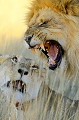 Accouplement de lions dans le désert du Kalahari. Animal 
 Mammifère 
 Lion 
 Lionne 
 Panthera leo 
 Félin 
 Accouplement 
 Portrait 
 Carnivore 
 Prédateur 
 Désert du Kalahari 
 Parc Transfrontalier de Kgalagadi 
 Afrique du Sud 
 Animaux d'Afrique 
 Faune d'Afrique 
 Afrique 