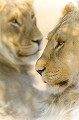 Portrait de deux frères qui se reposent à l'ombre dans le désert du Kalahari. Animal 
 Mammifère 
 Lion 
 Panthera leo 
 Félin 
 Frère 
 Portrait 
 Carnivore 
 Prédateur 
 Désert du Kalahari 
 Parc Transfrontalier de Kgalagadi 
 Afrique du Sud 
 Animaux d'Afrique 
 Faune d'Afrique 
 Afrique 
