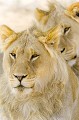 Portrait de deux frères qui se reposent à l'ombre dans le désert du Kalahari. Animal 
 Mammifère 
 Lion 
 Panthera leo 
 Félin 
 Frère 
 Portrait 
 Carnivore 
 Prédateur 
 Désert du Kalahari 
 Parc Transfrontalier de Kgalagadi 
 Afrique du Sud 
 Animaux d'Afrique 
 Faune d'Afrique 
 Afrique 