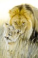 Accouplement de lions dans le désert du Kalahari. Animal 
 Mammifère 
 Lion 
 Lionne 
 Panthera leo 
 Félin 
 Accouplement 
 Portrait 
 Carnivore 
 Prédateur 
 Désert du Kalahari 
 Parc Transfrontalier de Kgalagadi 
 Afrique du Sud 
 Animaux d'Afrique 
 Faune d'Afrique 
 Afrique 