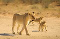Une lionne traverse le désert du Kalahari en menant ses trois petits au prochain point d'eau. Animal 
 Mammifère 
 Lion 
 Lionceau 
 Lionne 
 Panthera leo 
 Félin 
 Mère avec ses petits 
 Carnivore 
 Prédateur 
 Désert du Kalahari 
 Parc Transfrontalier de Kgalagadi 
 Afrique du Sud 
 Animaux d'Afrique 
 Faune d'Afrique 
 Afrique 