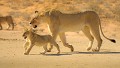 Une lionne traverse le désert du Kalahari en menant ses trois petits au prochain point d'eau. Animal 
 Mammifère 
 Lion 
 Lionceau 
 Lionne 
 Félin 
 Désert du Kalahari 
 Parc Transfrontalier de Kgalagadi 
 Afrique du Sud 
 Animaux d'Afrique 
 Panthera leo 
 Panthera leo 
 Carnivore 
 Prédateur 
 Faune d'Afrique 
 Afrique 
 Mère avec ses petits 