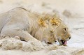 Deux lions mâles au point d'eau dans le désert du Kalahari. Animal 
 Mammifère 
 Lion 
 Panthera leo 
 Félin 
 Carnivore 
 Désert du Kalahari 
 Parc Transfrontalier de Kgalagadi 
 Afrique du Sud 
 Animaux d'Afrique 
 Lion à crinière noire 
 Crinière noire 
 Prédateur 
 Faune d'Afrique 
 Afrique 
 Point d'eau 
 Soif 