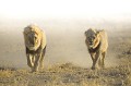 Deux lions mâles traversent le désert du Kalahari au petit matin. Mammifère 
 Animal 
 Lion 
 Lion à crinière noire 
 Crinière noire 
 Panthera leo 
 Félin 
 Portrait 
 Désert du Kalahari 
 Parc Transfrontalier de Kgalagadi 
 Afrique du Sud 
 Animaux d'Afrique 
 Faune d'Afrique 
 Afrique 