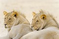 Portrait de deux lions mâles près d'un point d'eau dans le désert du Kalahari. Animal 
 Mammifère 
 Lion 
 Lion à crinière noire 
 Crinière noir 
 Panthera leo 
 Félin 
 Félidé 
 Carnivore 
 Prédateur 
 Portrait 
 Désert du Kalahari 
 Parc Transfrontalier de Kgalagadi 
 Afrique du Sud 
 Animaux d'Afrique 
 Faune d'Afrique 
 Afrique 