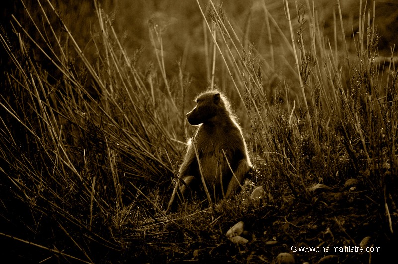 Portrait de babouin
