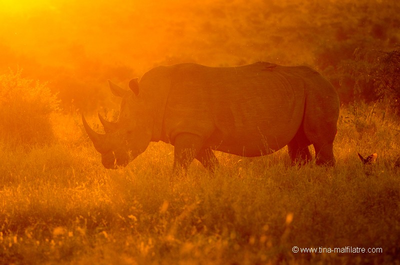 Rhinocéros blanc en fin d'après-midi